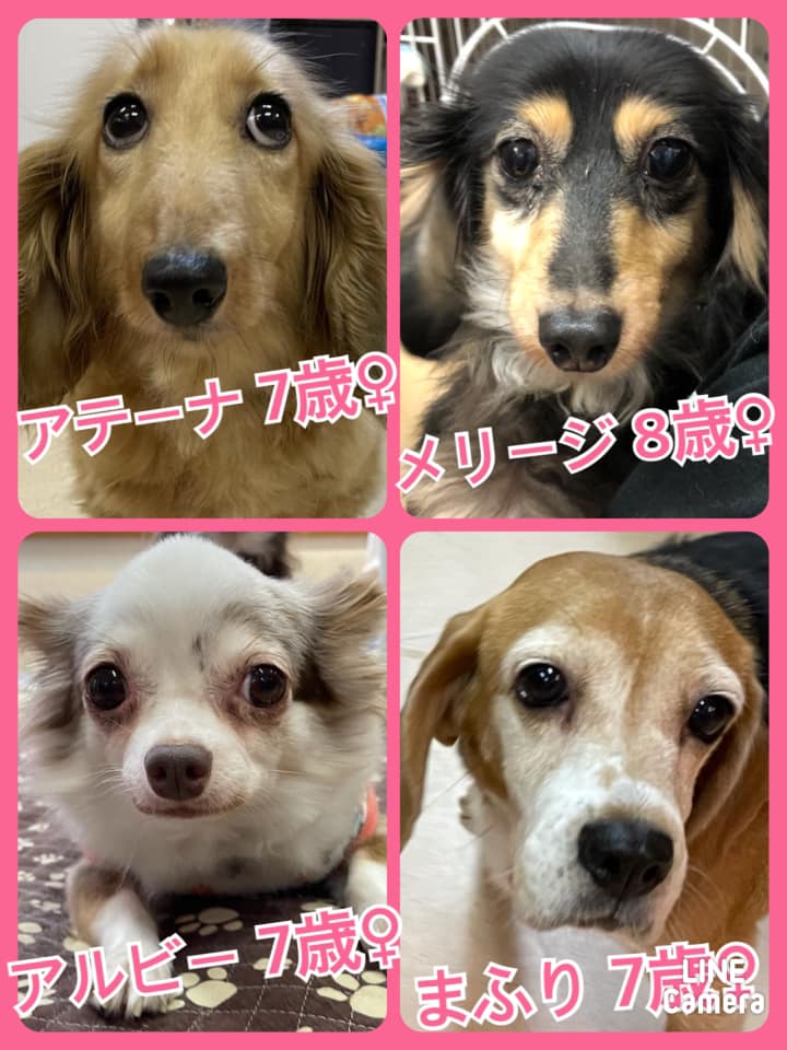 🐾今日の里親様募集中ワンコ🐶メンバーです🐾2021,8,25